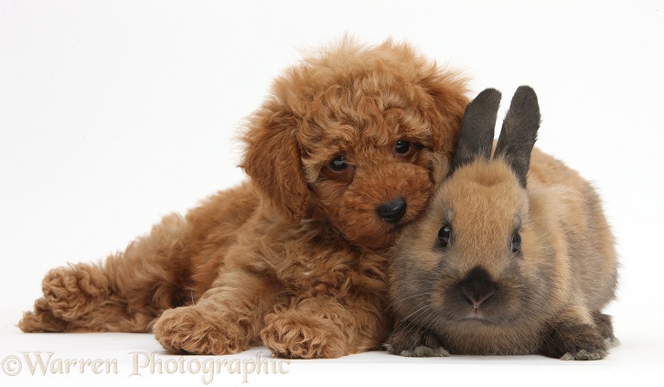 Cute red Toy Poodle puppy and rabbit, white background