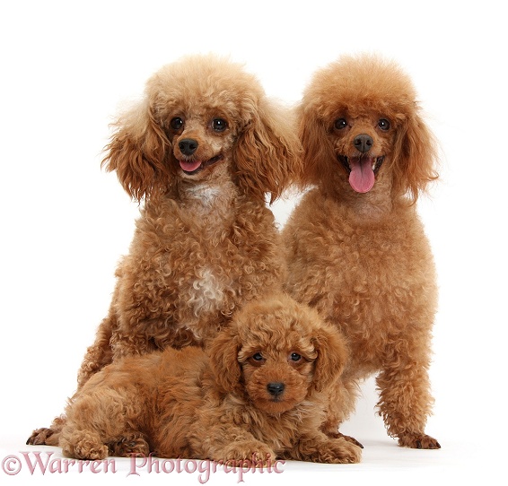 Red Toy Poodle dog, Reggie, with bitch and puppy, white background