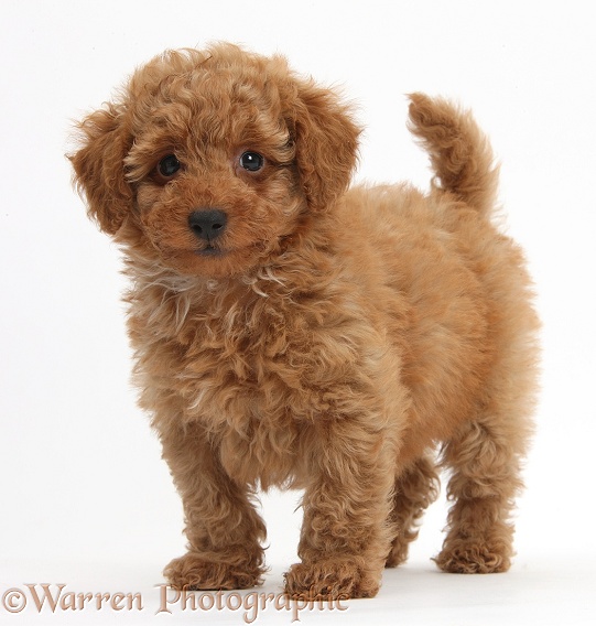 Cute red Toy Poodle puppy standing, white background