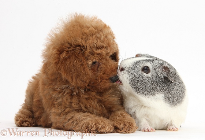 Cute red Toy Poodle puppy and Guinea pig, white background