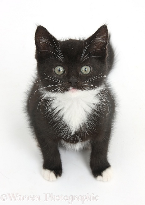 Black-and-white kitten sitting and looking up, white background