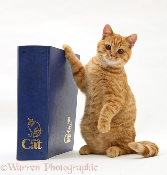 Red spotted British shorthair cat, Lucoz, with 'Your Cat' binder, white background