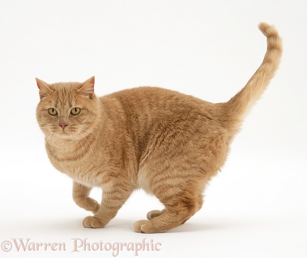 British Shorthair Cream Spotted male cat, Horatio, standing, white background