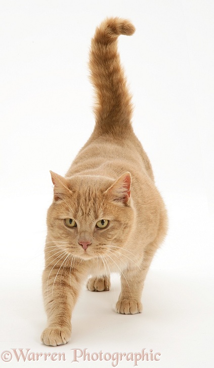 British Shorthair Cream Spotted male cat, Horatio, prowling, white background