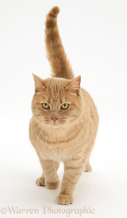 British Shorthair Cream Spotted male cat, Horatio, walking, white background