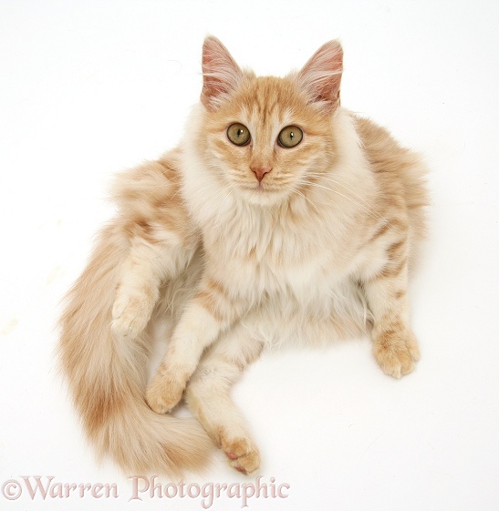 Red silver Turkish Angora cat, lying and looking up, white background
