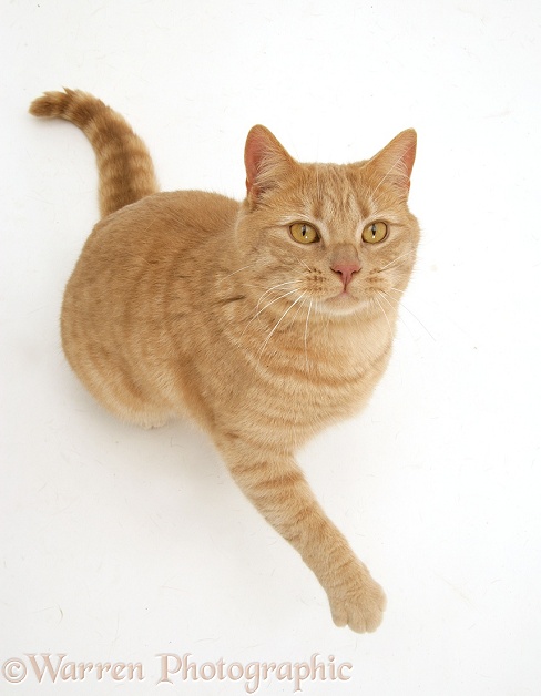 Cream spotted British shorthair cat, Horatio, sitting, looking up and raising a paw, white background