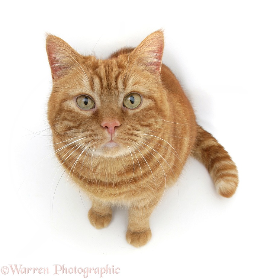 British shorthair red tabby cat, Glenda, sitting and looking up, white background