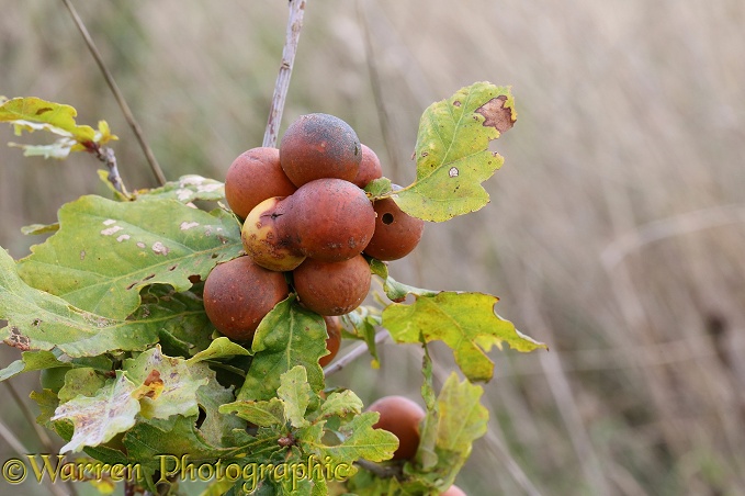 Oak Marble-galls caused by the Gall Wasp (Andricus kollari)