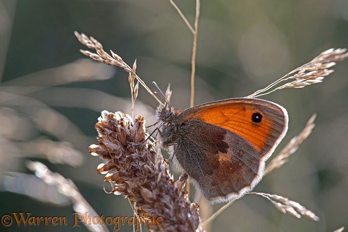 Small Heath Butterfly (Coenonympha pamphilus) resting in late evening sun