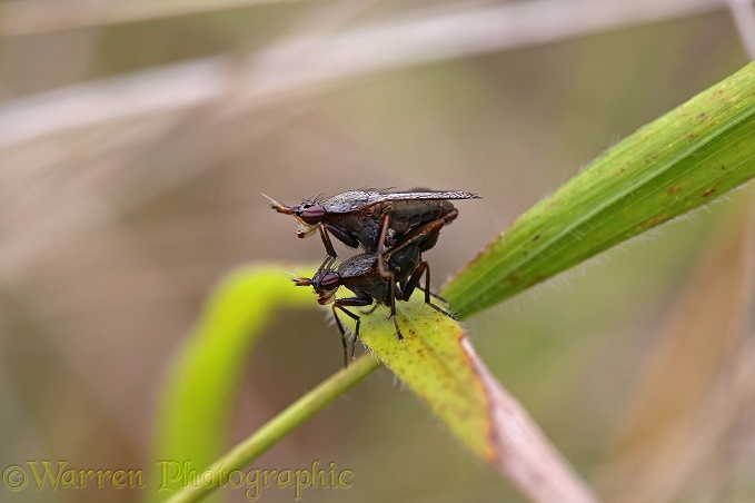 Snail-killing fly (Coremacera marginata) mating pair