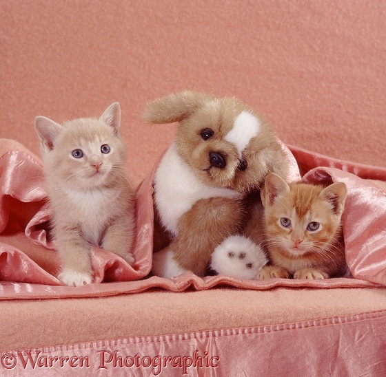 Ginger kittens with toy puppy under a blanket