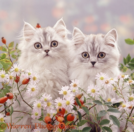 Silver tabby Persian kittens among Michaelmas daisies and rosehips