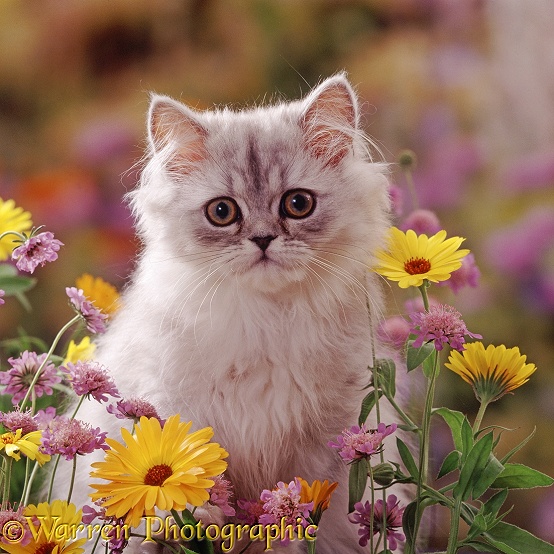 Fluffy silver Chinchilla x Persian kitten among orange Marigold and Scabious flowers