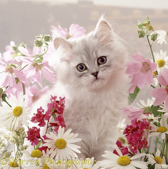 Portrait of pale silver long-haired kitten among mallows and ox-eye daisies