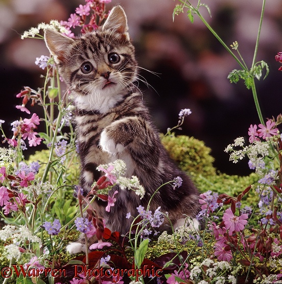 Tabby kitten, 8 weeks old, among Red campion and Hedge parsley