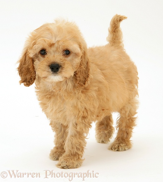 American Cockapoo puppy, 8 weeks old, standing, white background