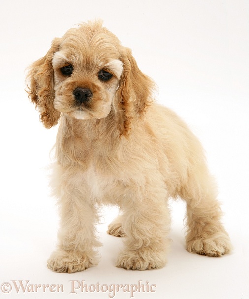 Buff American Cocker Spaniel pup, China, 10 weeks old, standing, white background