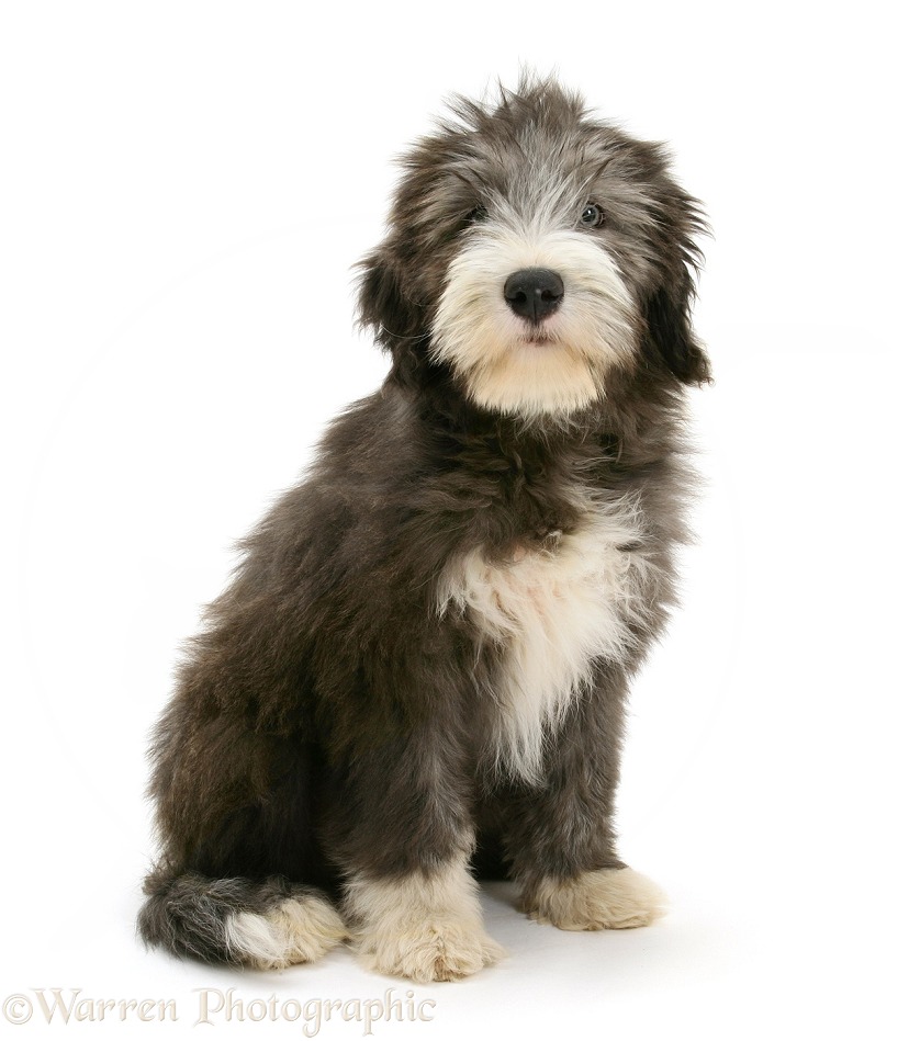 Blue Bearded Collie pup, Misty, 3 months old, sitting, white background