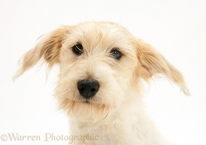 Mongrel dog, Mutley, white background