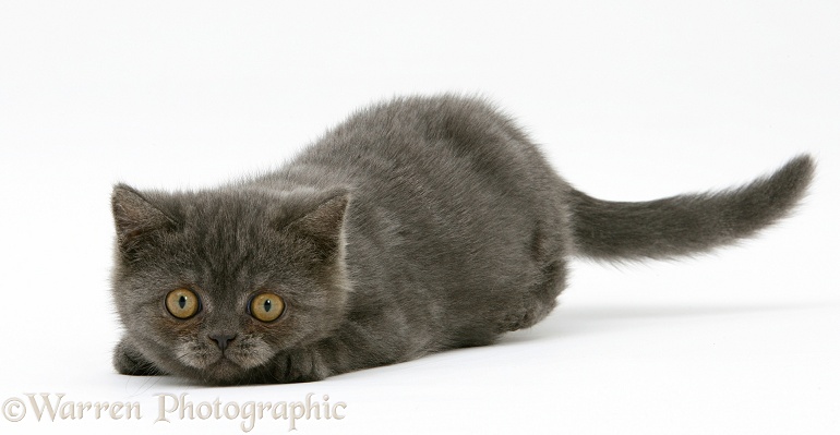 Grey kitten ready to pounce, white background