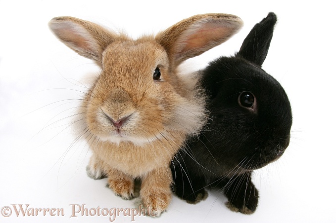 Black windmill-eared rabbit and sandy Lionhead-cross rabbit, white background
