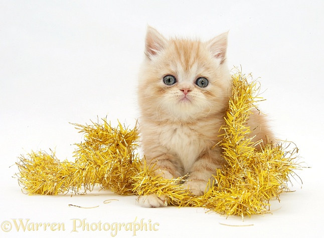 Ginger kitten with yellow tinsel, white background