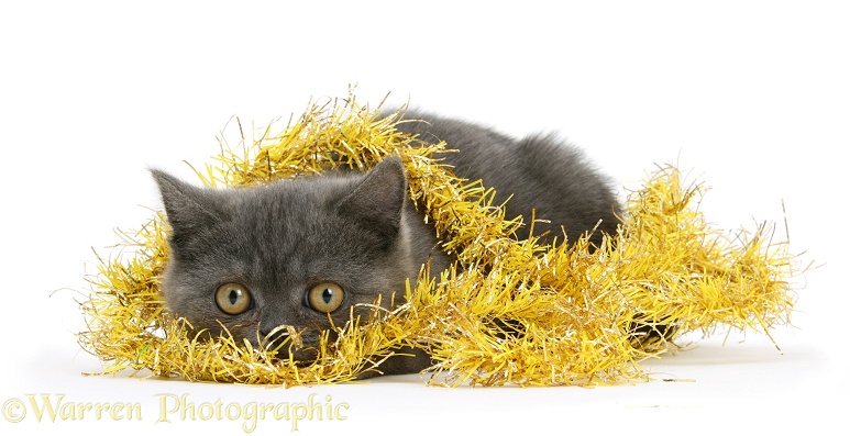 Grey kitten hiding in yellow Christmas tinsel, white background