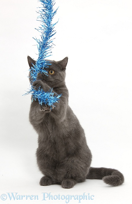Grey kitten grabbing some Christmas tinsel, white background
