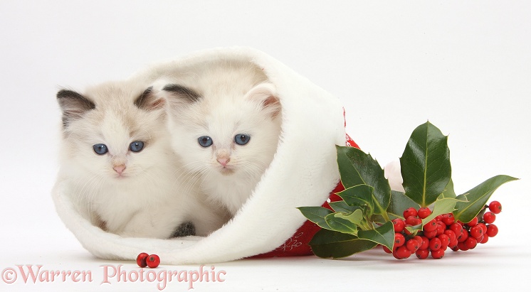Ragdoll-cross kittens in a Father Christmas hat with holly, white background
