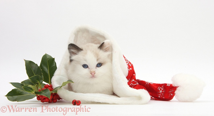 Ragdoll-cross kitten in a Father Christmas hat with holly, white background