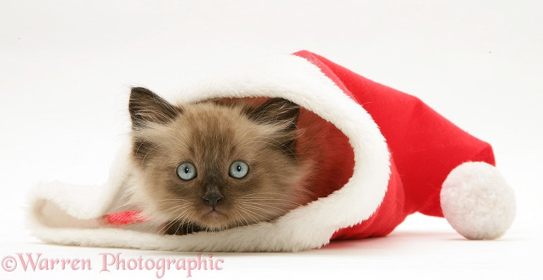 Chocolate Birman-cross kitten in a Father Christmas hat, white background