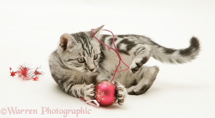 Silver tabby kitten trying to murder Christmas decorations, white background