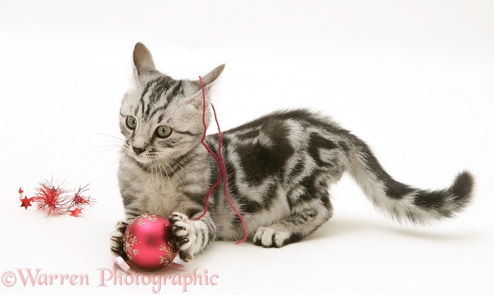 Silver tabby kitten trying to murder Christmas decorations, white background