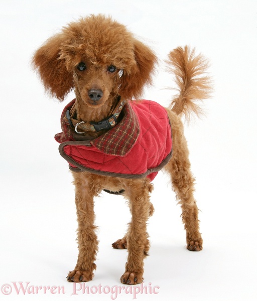 Red Toy Poodle, Reggie, standing with red coat on, white background