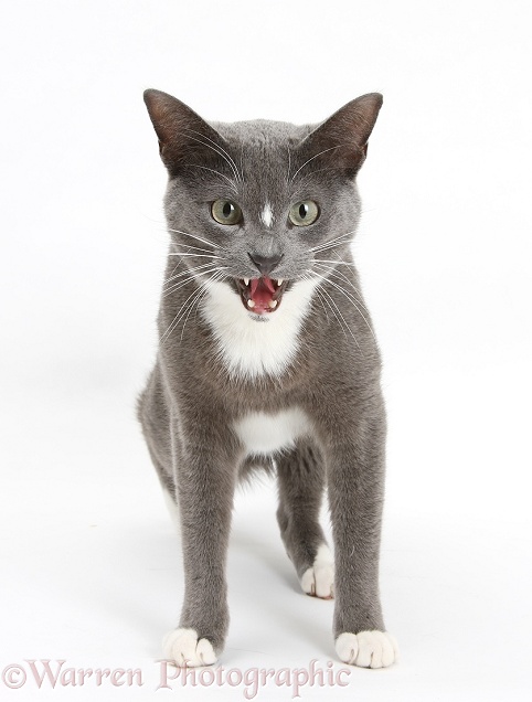 Blue-and-white Burmese-cross cat, Levi, snarling, white background
