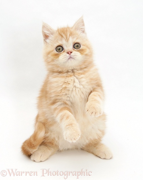 Ginger kitten reaching up, white background