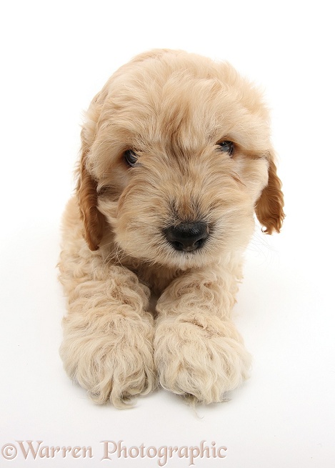 Golden Cockapoo pup, white background