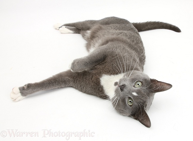 Blue-and-white Burmese-cross cat, Levi, lying on his side, white background