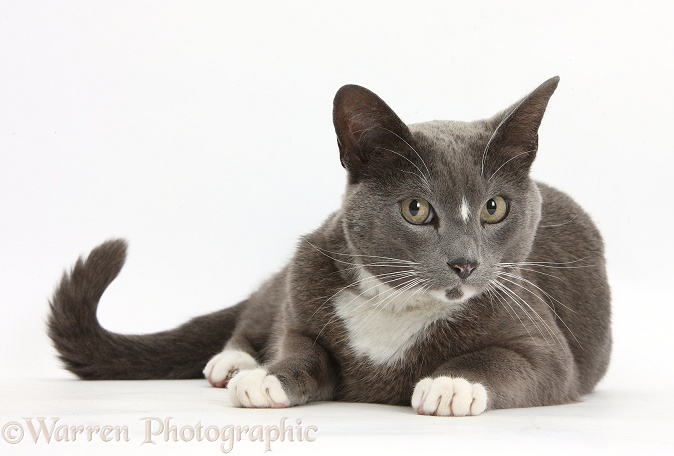 Blue-and-white Burmese-cross cat, Levi, lying with head up, white background