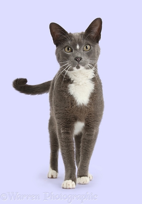 Blue-and-white Burmese-cross cat, Levi, standing and lashing his tail, white background