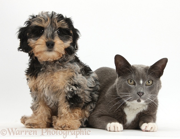Cute tricolour merle Daxie-doodle puppy, Dougal, sitting with Blue-and-white Burmese-cross cat, Levi, white background