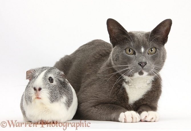 Blue-and-white Burmese-cross cat, Levi, with silver-and-white Guinea pig, Twinkle, white background