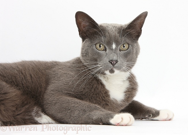 Blue-and-white Burmese-cross cat, Levi, lying with head up, white background