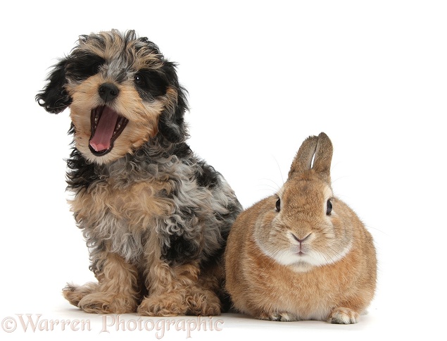 Cute tricolour merle Daxie-doodle puppy, Dougal, with Netherland Dwarf-cross rabbit, Peter, white background