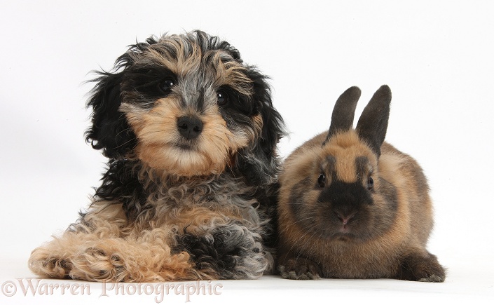 Cute tricolour merle Daxie-doodle puppy, Dougal, with a black-and-brown rabbit, white background