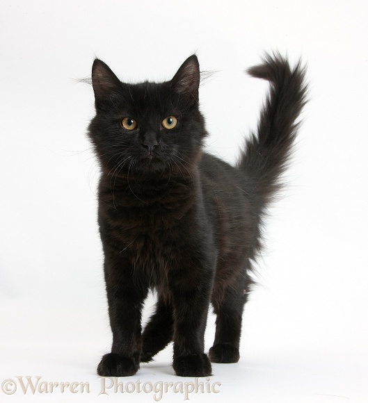 Fluffy black kitten, standing, white background