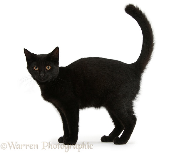Black female cat, Pachie, 5 months old, standing, white background