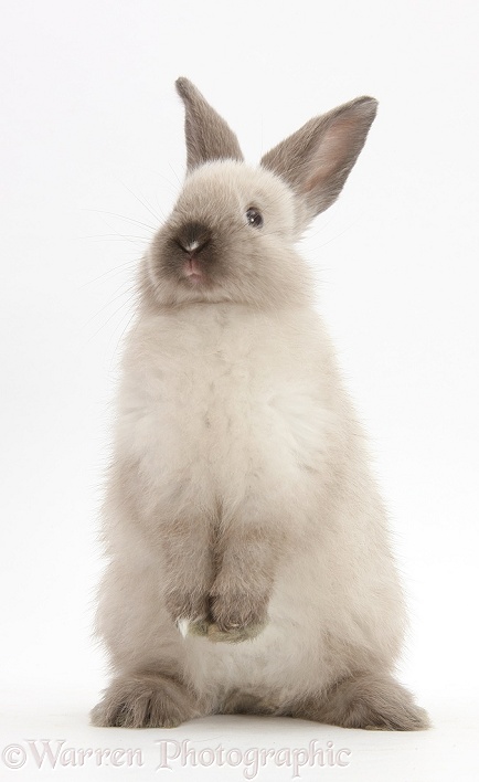 Baby rabbit standing up, white background