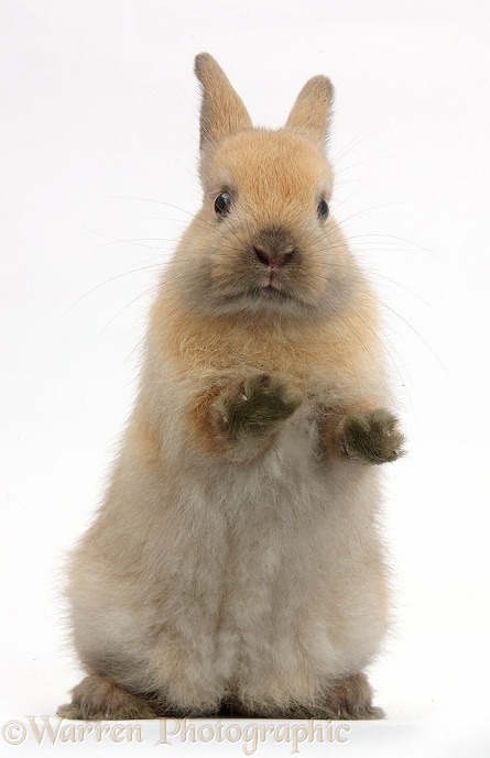 Brown bunny standing up, white background
